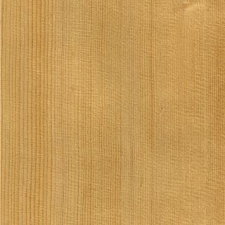 铁杉 Hemlock